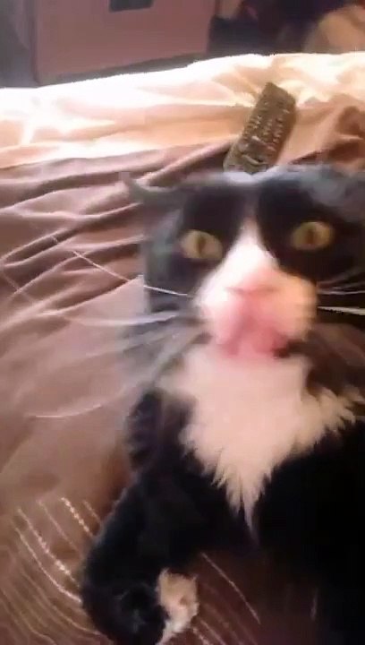 Le chat fait des bruits amusants lorsqu'il est caressé - Buzz Buddy