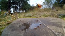 Gros plan sur les frelons et les fourmis - Buzz Buddy