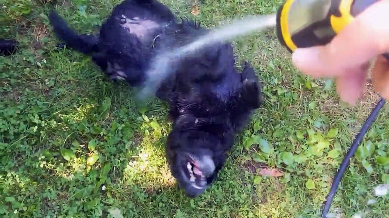 Chien aime le tuyau d'eau - Buzz Buddy