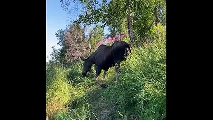 Moose Meanders dans la rivière Kenai pour nager - Buzz Buddy