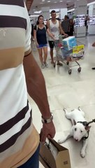 Le chien glisse sur le sol pendant que le propriétaire fait ses courses - Buzz Buddy