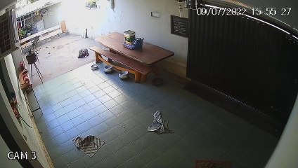 Chien curieux fait un gâchis - Buzz Buddy