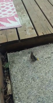 Les créatures curieuses inspirent des questions honnêtes - Buzz Buddy