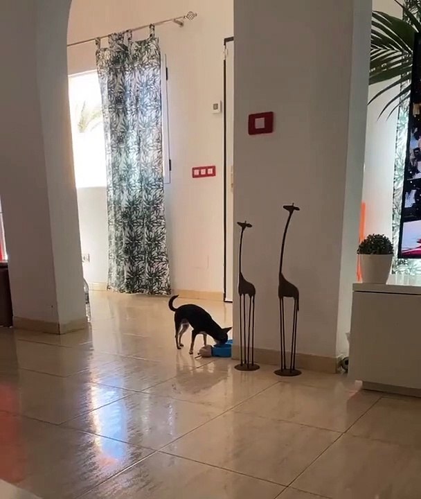 Chien veut dîner avec sa souris jouet - Buzz Buddy