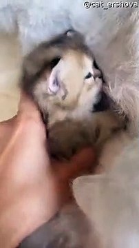 Le chaton qui allaite a de superbes yeux bleus - Buzz Buddy