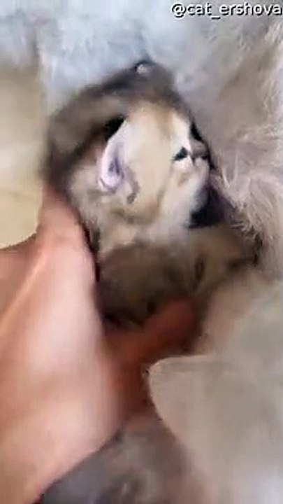 Le chaton qui allaite a de superbes yeux bleus - Buzz Buddy