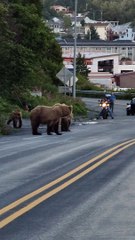 Le trafic est insupportable - Buzz Buddy