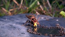 Les fourmis agacent les frelons essayant de boire de l'eau - Buzz Buddy