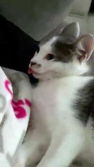 Sleepy Kitten laisse la langue sortir - Buzz Buddy