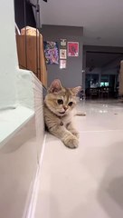 British Shorthair Cat copie le tour de la pièce du propriétaire - Buzz Buddy