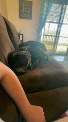 Dog Donkey Kicks Pesky Owner Tickling Foot - Buzz Buddy