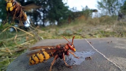 Manœuvres de vol à couper le souffle de frelons au ralenti - Buzz Buddy