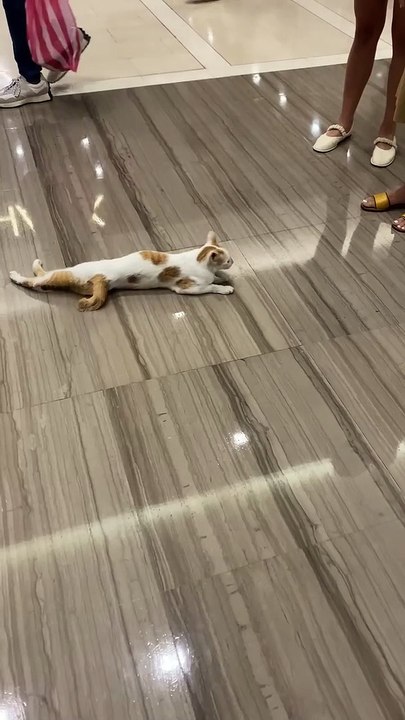 Cat s'introduit dans le centre commercial pour se frotter le ventre d'un agent de sécurité - Buzz Buddy