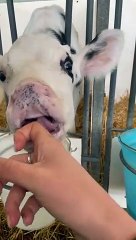 Les bébés vaches adorent se sucer les mains - Buzz Buddy