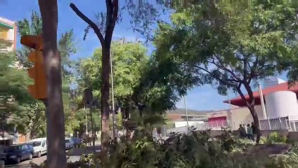 Árboles caídos en la avenida Río de Janeiro con Andreu Nin