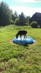 Moose se baigne dans la pataugeoire - Buzz Buddy