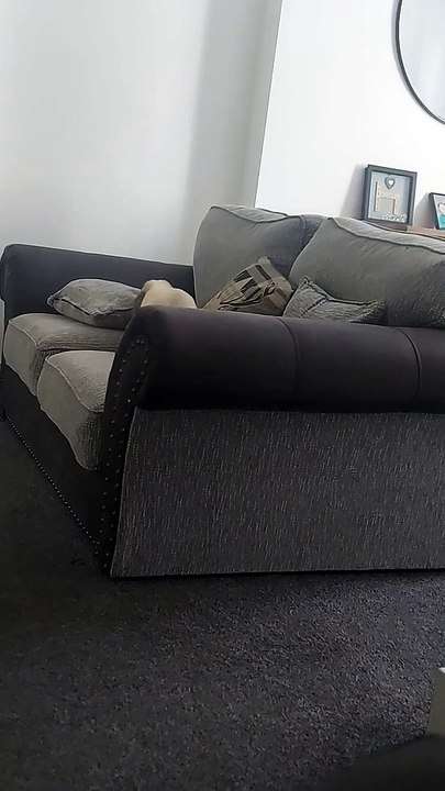 Lapin essaie de se garer hors des meubles - Buzz Buddy