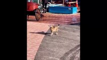 Ce chat revient du marché avec un poisson frais... très frais