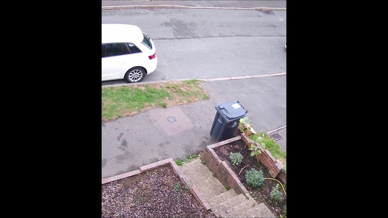 Ce chat rate son pigeon et ça fait mal au dent