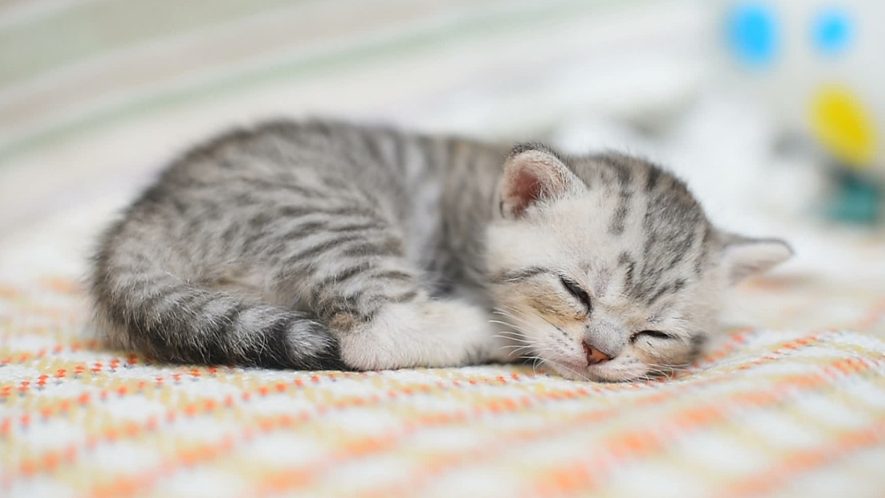 Do you find it creepy when your cat sleeps with its eyes open? Here is why they do it