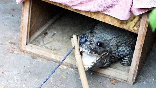 « Si tu le lâches, je me fais bouffer » : les crocodiles domestiques du pavillon de l'Essonne exfiltrés vers un sanctuaire de reptiles