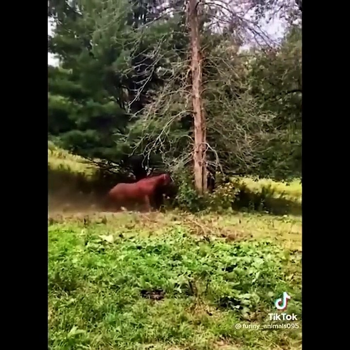 Dogs And Cats  - Funniest Animals Video 2022