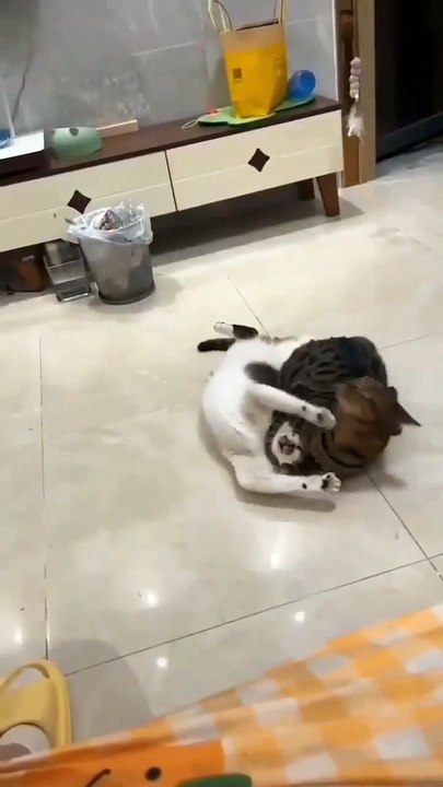 Cats Wrestling fight scenes funny 