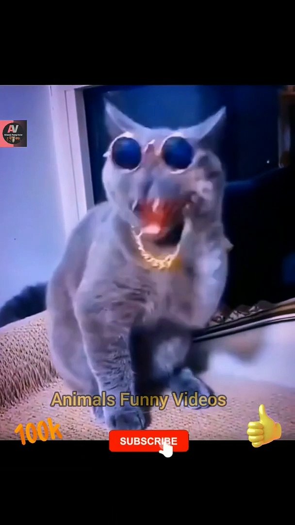 Animals Funny Videos