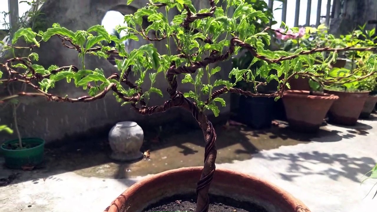 Tamarind Bonsai