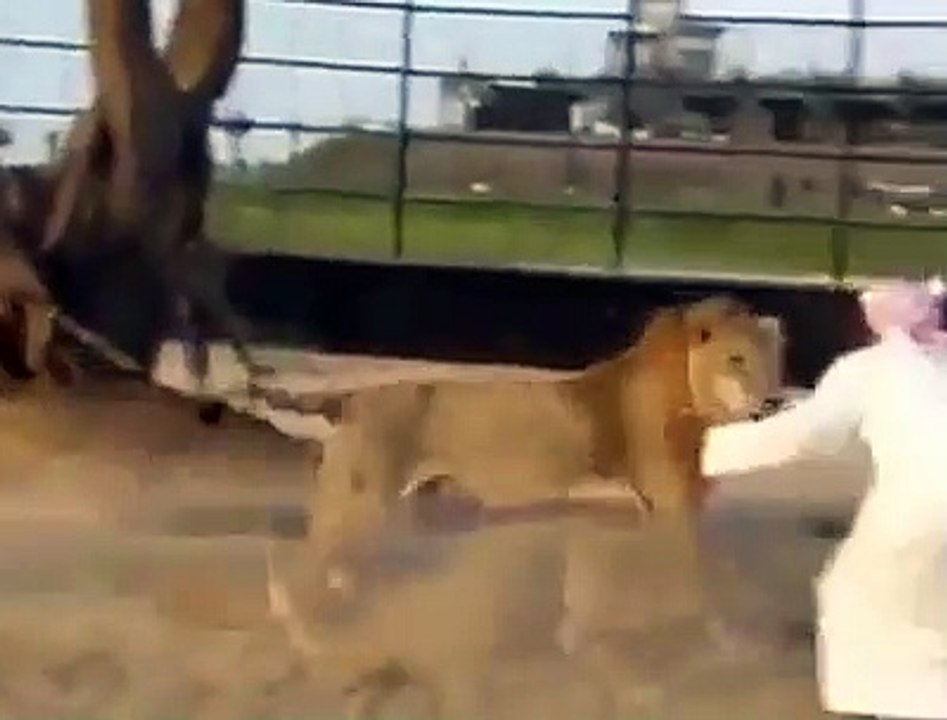 Man Playing Lion