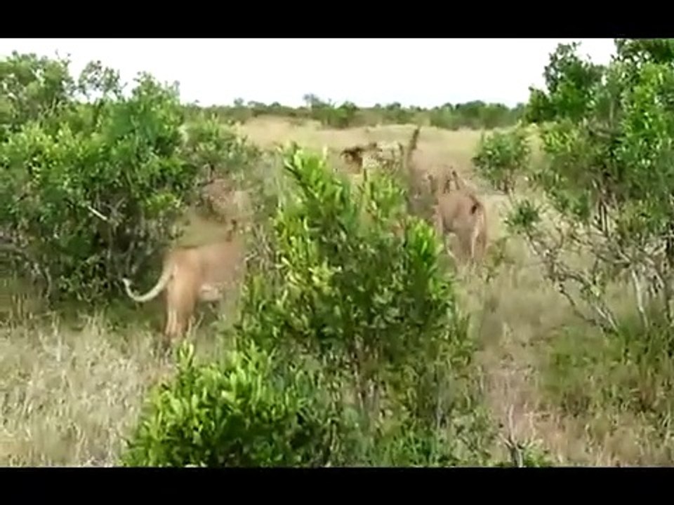 7 Lion Attack