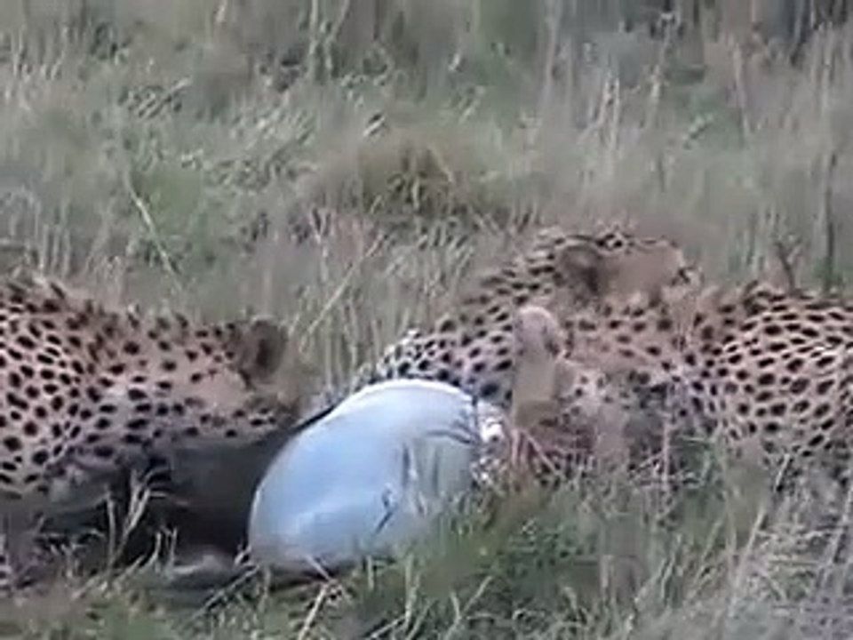 Cheetah vs Hyena