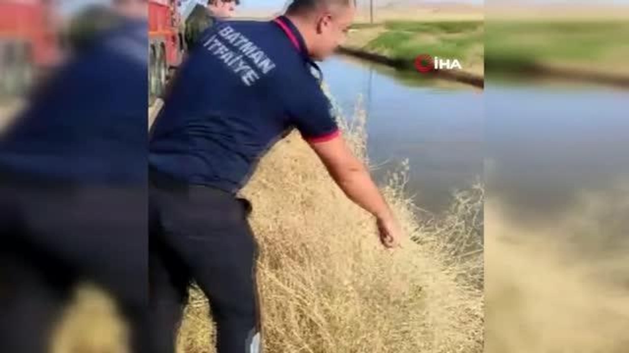 Son dakika haber | Batman'da su kanalına düşen inek, itfaiye ekipleri tarafından kurtarıldı