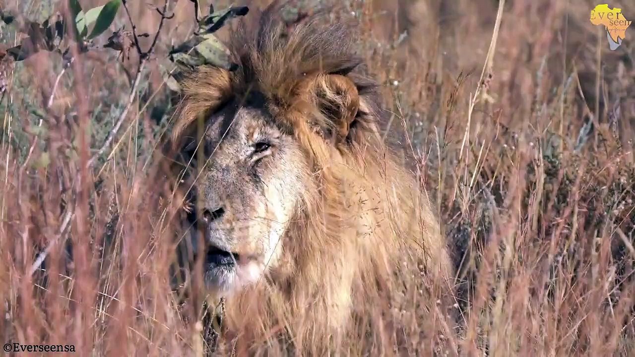 Big male lions friends or Enemies_