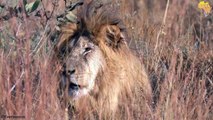Big male lions friends or Enemies_