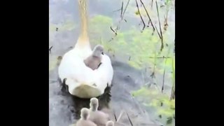 AWW SO CUTE_ Cutest baby animals Videos Compilation Cute moment of the Animals - Cutest Animals