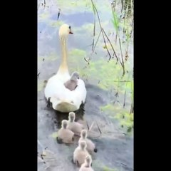 AWW SO CUTE_ Cutest baby animals Videos Compilation Cute moment of the Animals - Cutest Animals