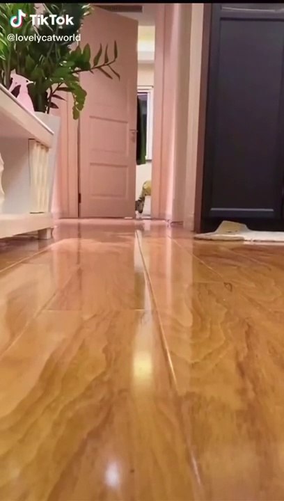 More Cute Animals for When You are Stressed