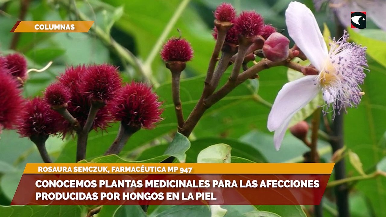 Conocemos plantas medicinales para las afeccion...