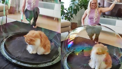 Adorable cat gets 'trapped' in a GIANT soap bubble
