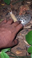 Trapped Toad Freed From Drain