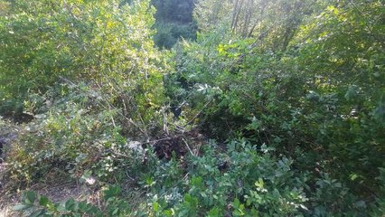 Kastamonu haber! KASTAMONU'DA ŞARAMPOLE YUVARLANAN OTOMOBİLİN SÜRÜCÜSÜ YARALANDI