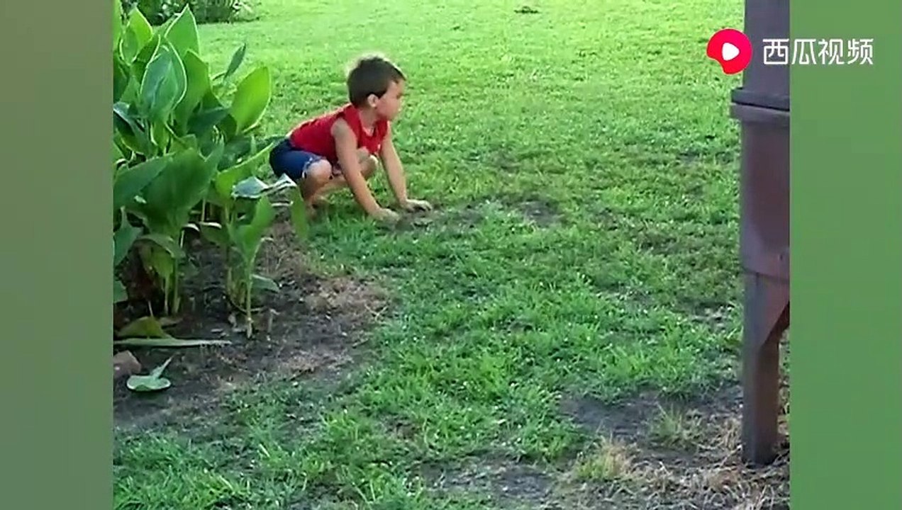 -The New Year of the Pet- This is definitely the -softest- cat you have ever seen - watermelon video