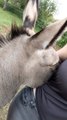 Smiley Donkey Loves Cuddles