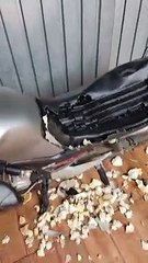 Left At Home Doggo Destroys Motorcycle Seat