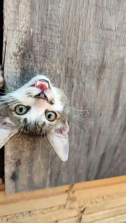 Kitten Gets His Head Stuck in a Hole