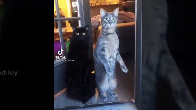 I am not sure if you can hold your laugh from these funniest animals/ Funny cats video