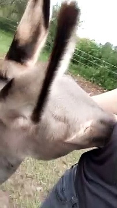 Smiley Donkey Loves Cuddles