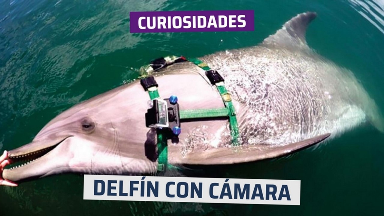 Delfín con cámara