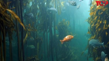 Wonderful fish video | fish video lover | Category Animals